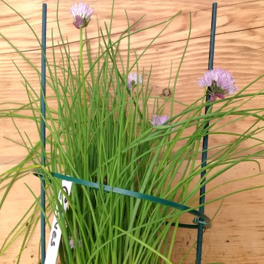 Chives