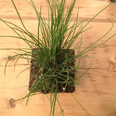 Chives- Common