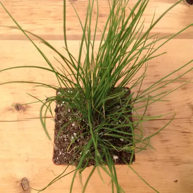 Chives- Fine Leaf