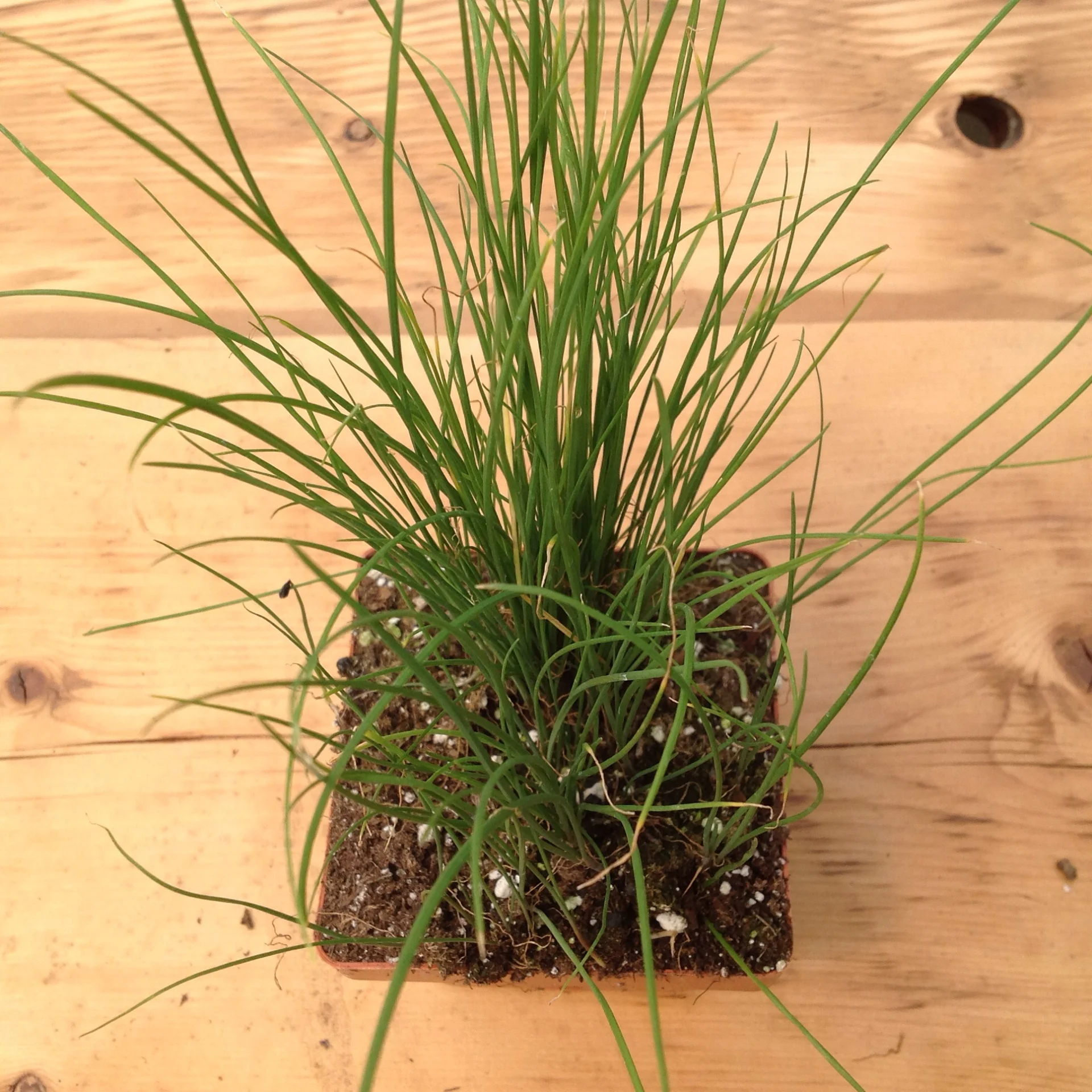 Chives- Garlic