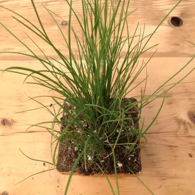 Chives- Garlic