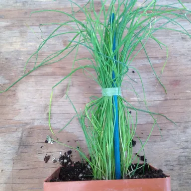 Chives- Purly