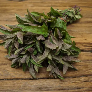 Chocolate Mint