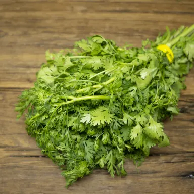 Cilantro