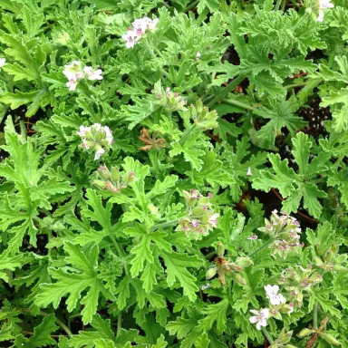 Citronella