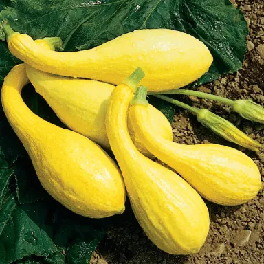 Crookneck Squash