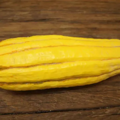 Delicata