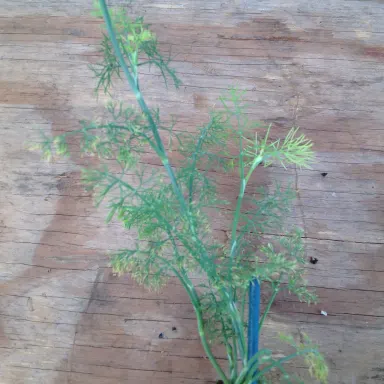 Dill- Bouquet