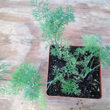 Dill- Fernleaf