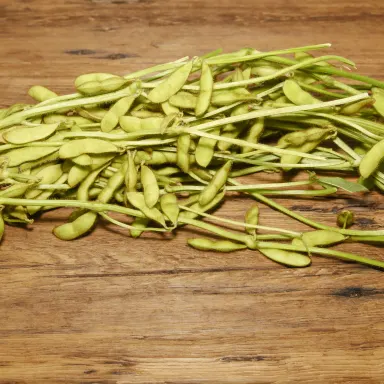 Edamame on Stalk