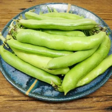 Fava Beans