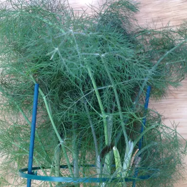 Fennel