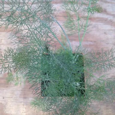 Fennel- Bronze 