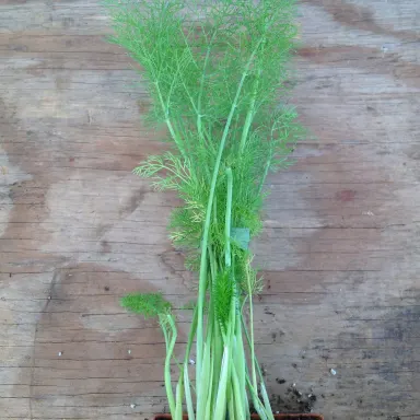 Fennel- Green