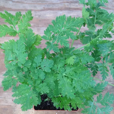 Feverfew