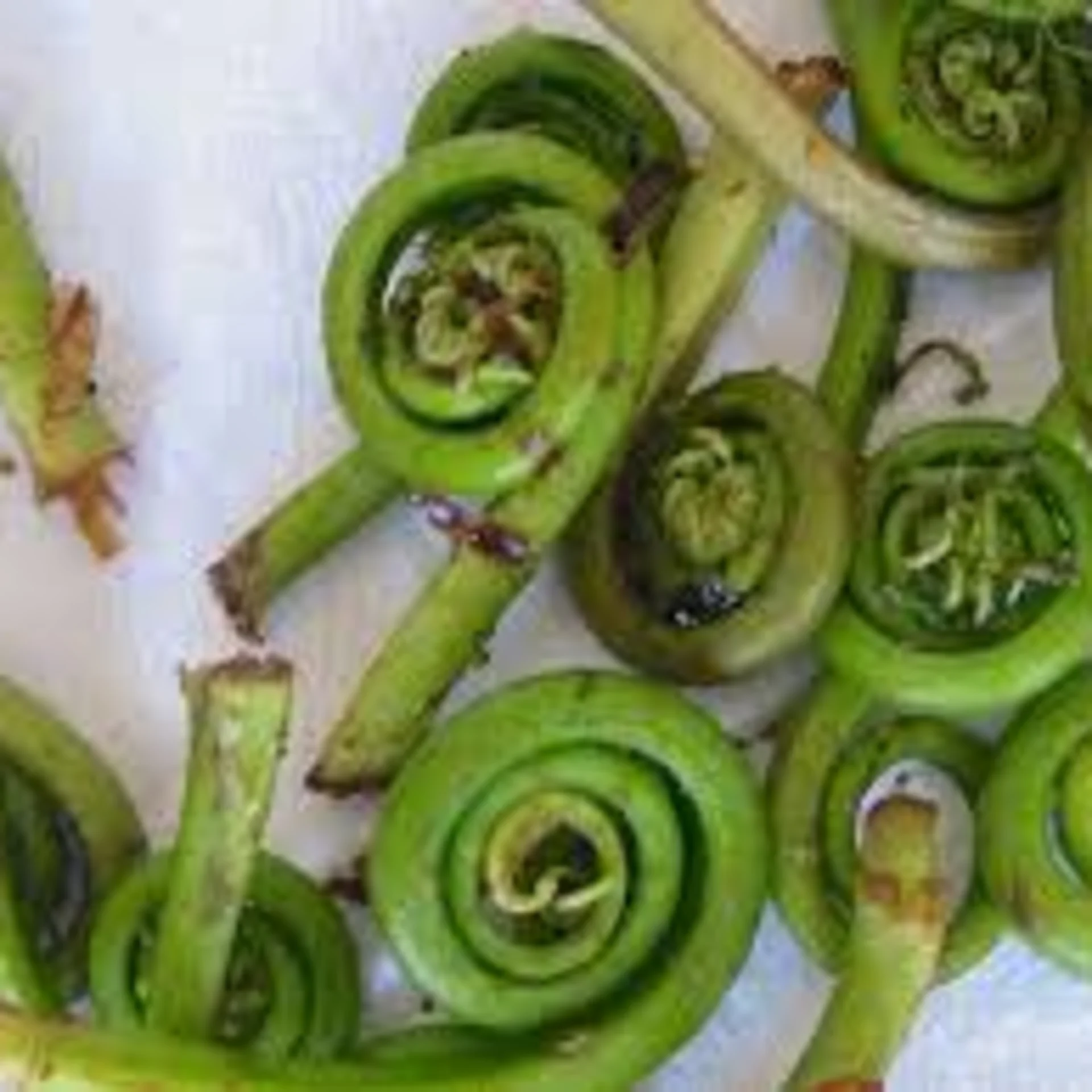 Fiddleheads