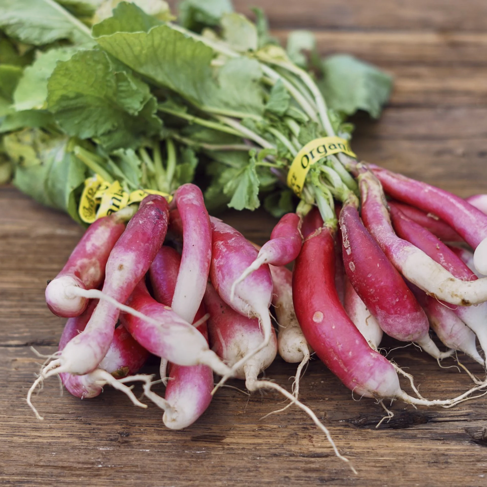 French Breakfast Radish