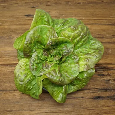 Gem Cegolaine Lettuce
