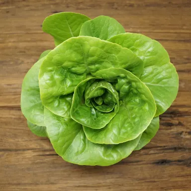 Gem Lettuce Green