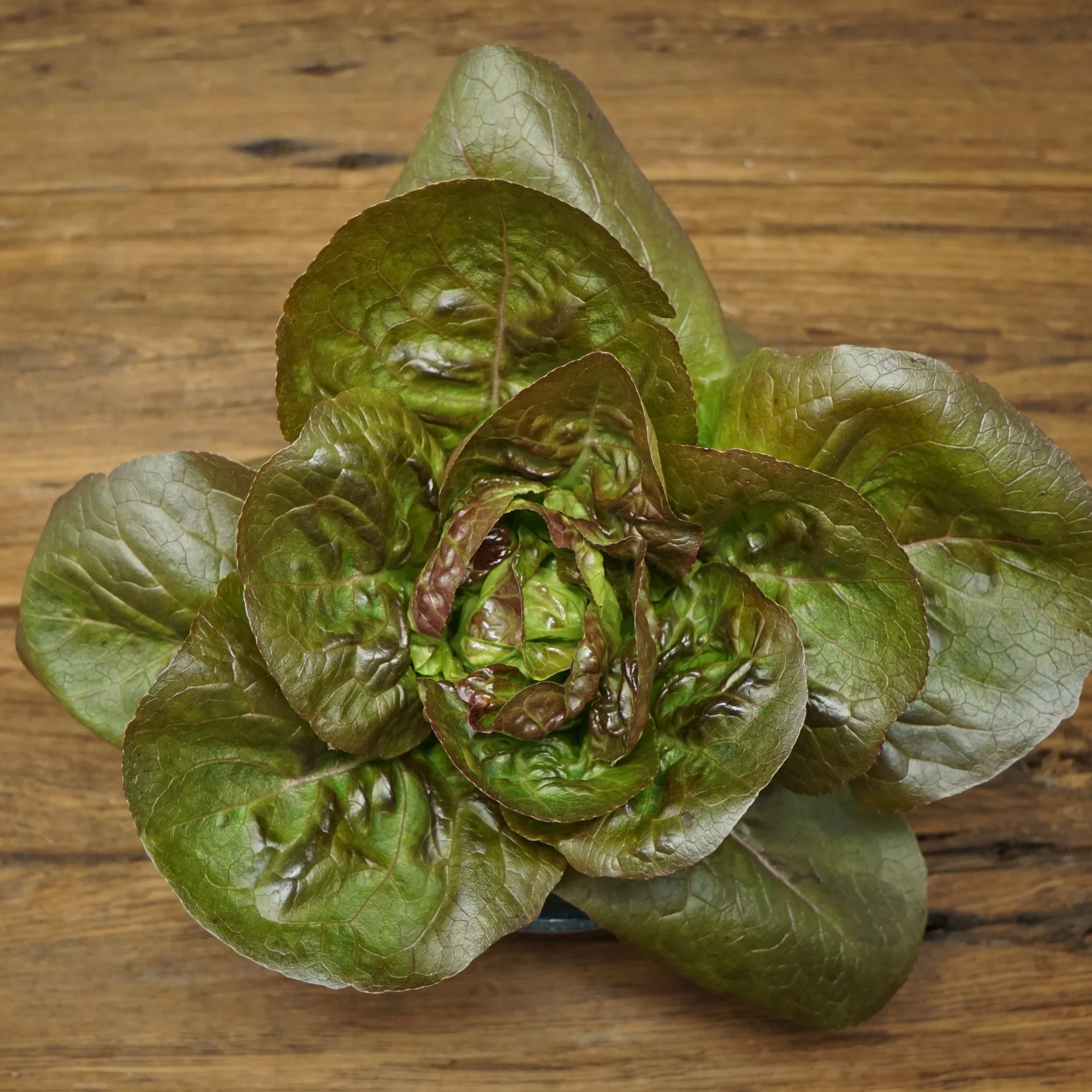 Gem Lettuce Red