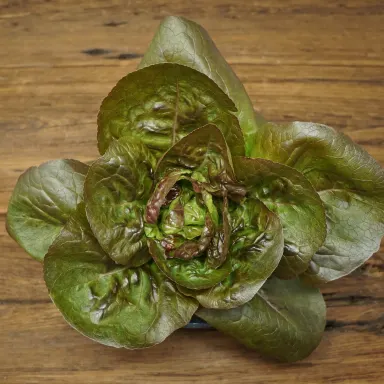 Gem Lettuce Red