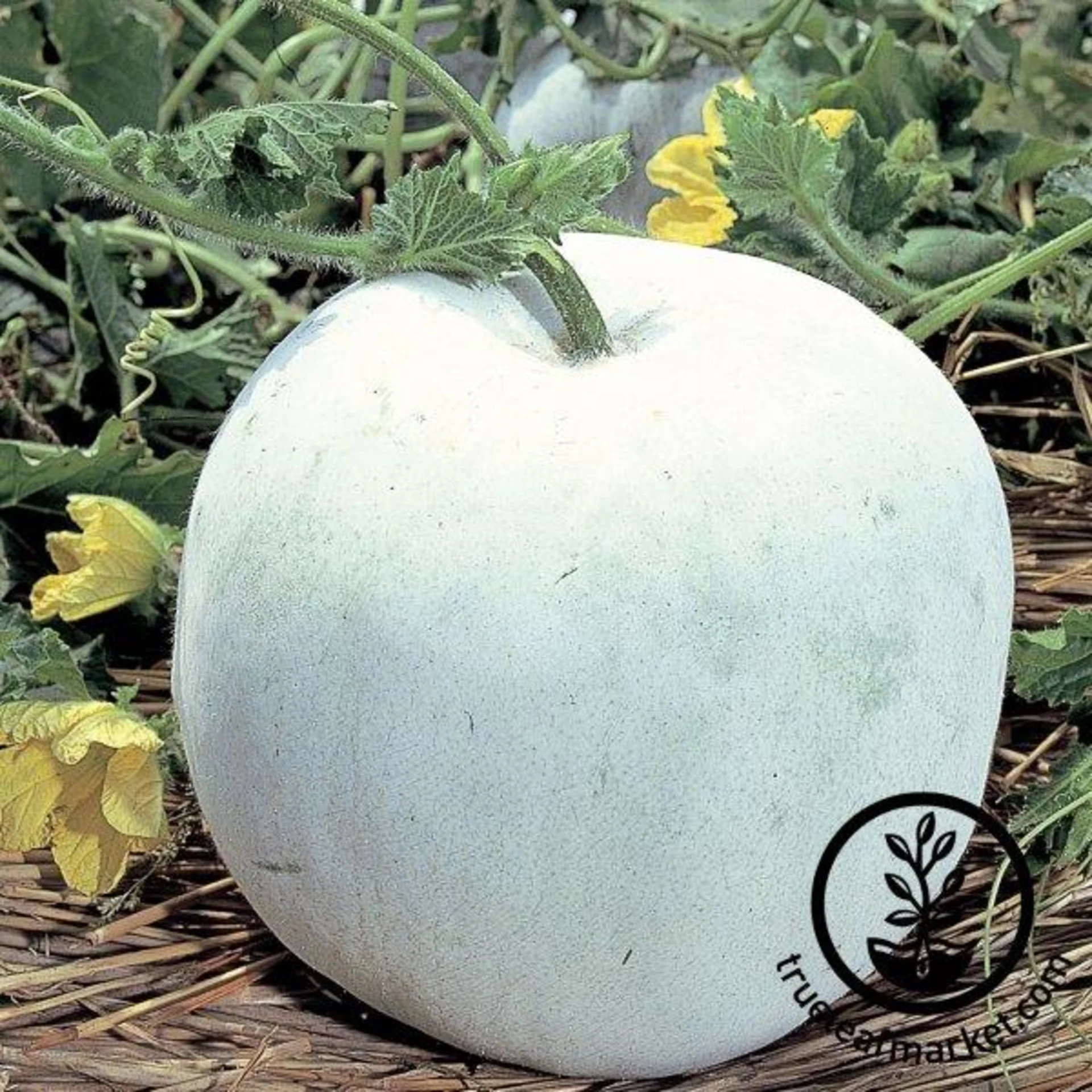 Giant Wax Gourd