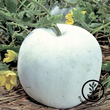 Giant Wax Gourd