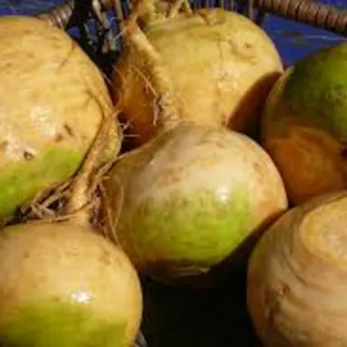 Gold Turnips