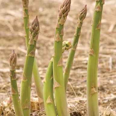 Asparagus, Green