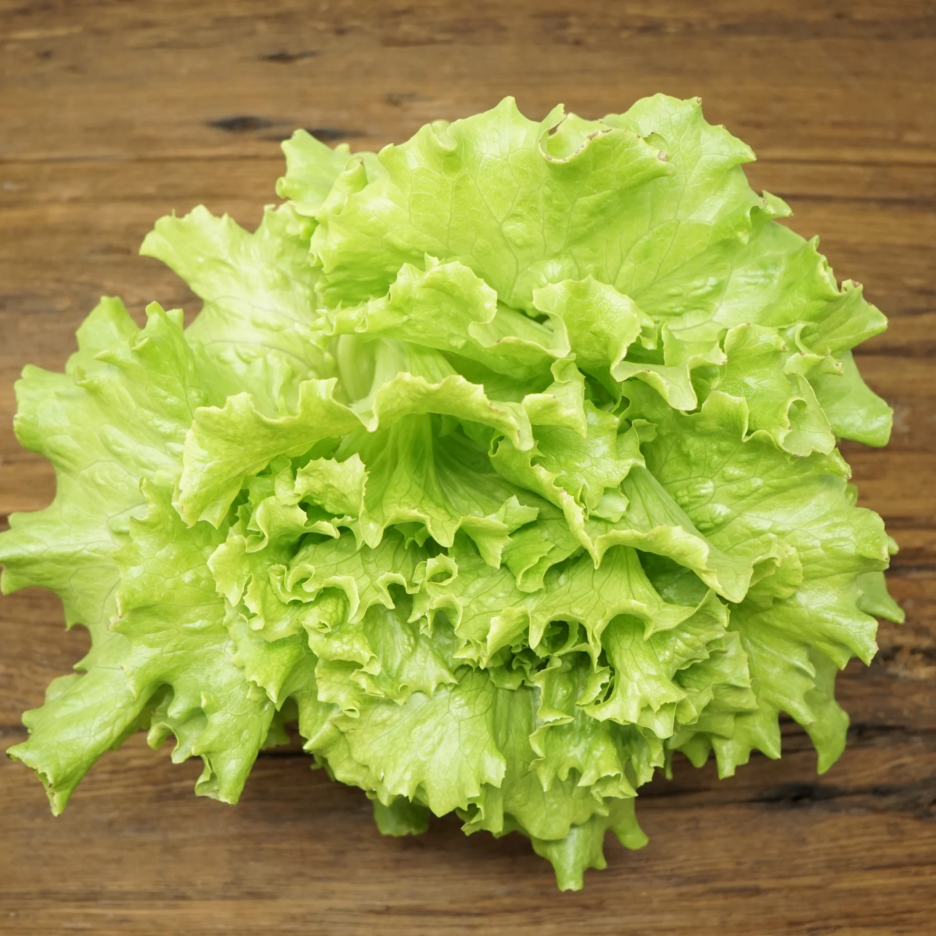 Green Leaf Lettuce