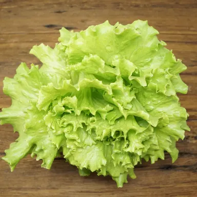 Green Leaf Lettuce