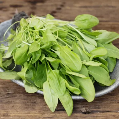 Green Sorrel
