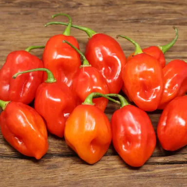 Habanero Pepper