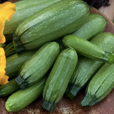 Haifa's Finest Zucchini (Cousa)