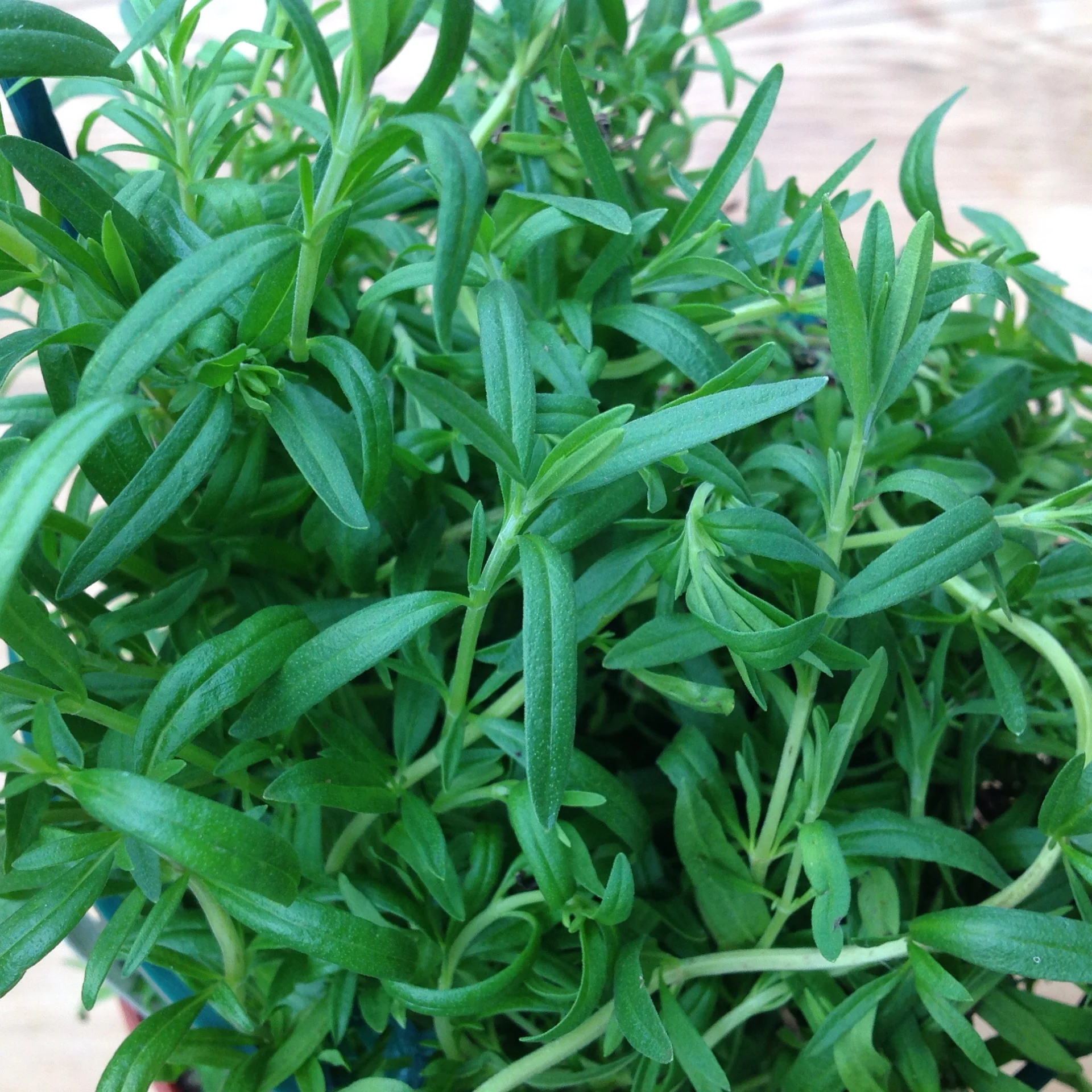 Hyssop