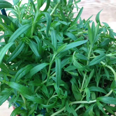 Hyssop