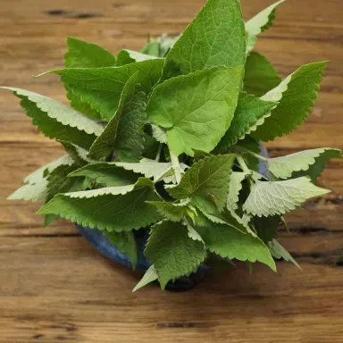 Hyssop
