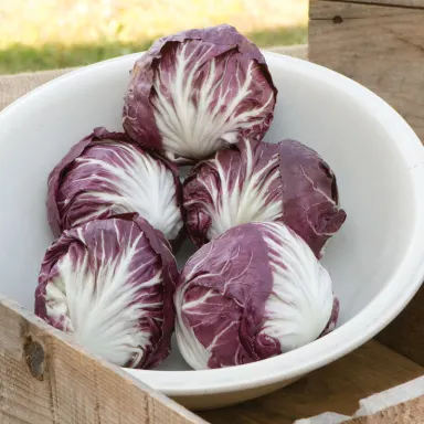 Indigo, Radicchio
