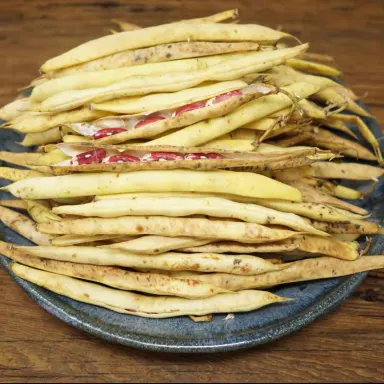 Jacobs Cattle Beans