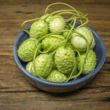 Jamaican West Indian Burr Gherkins