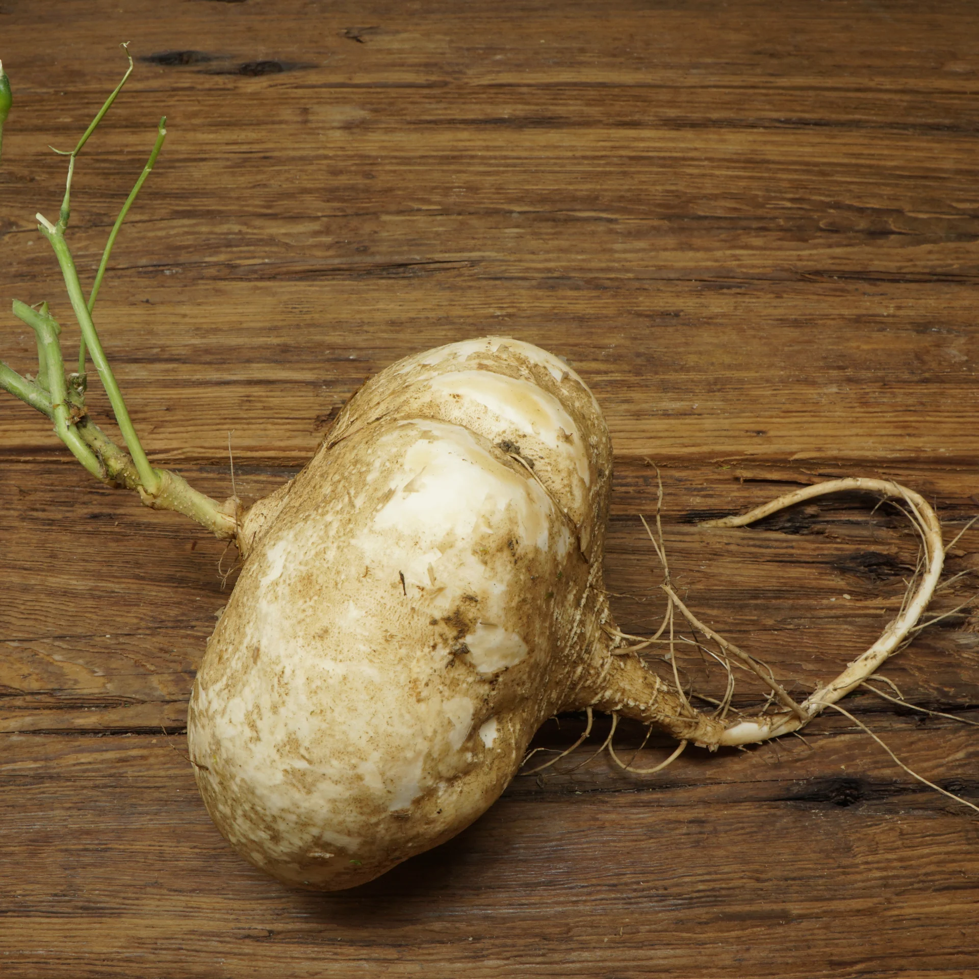 Jicama