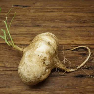 Jicama