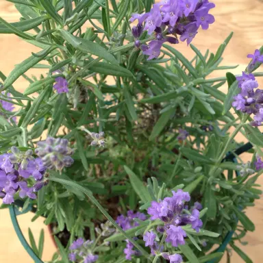 Lavender