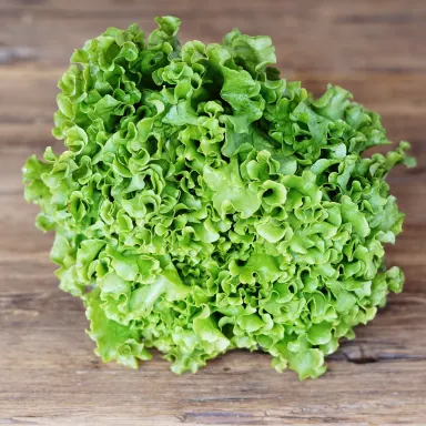 Leaf Lettuce, Green