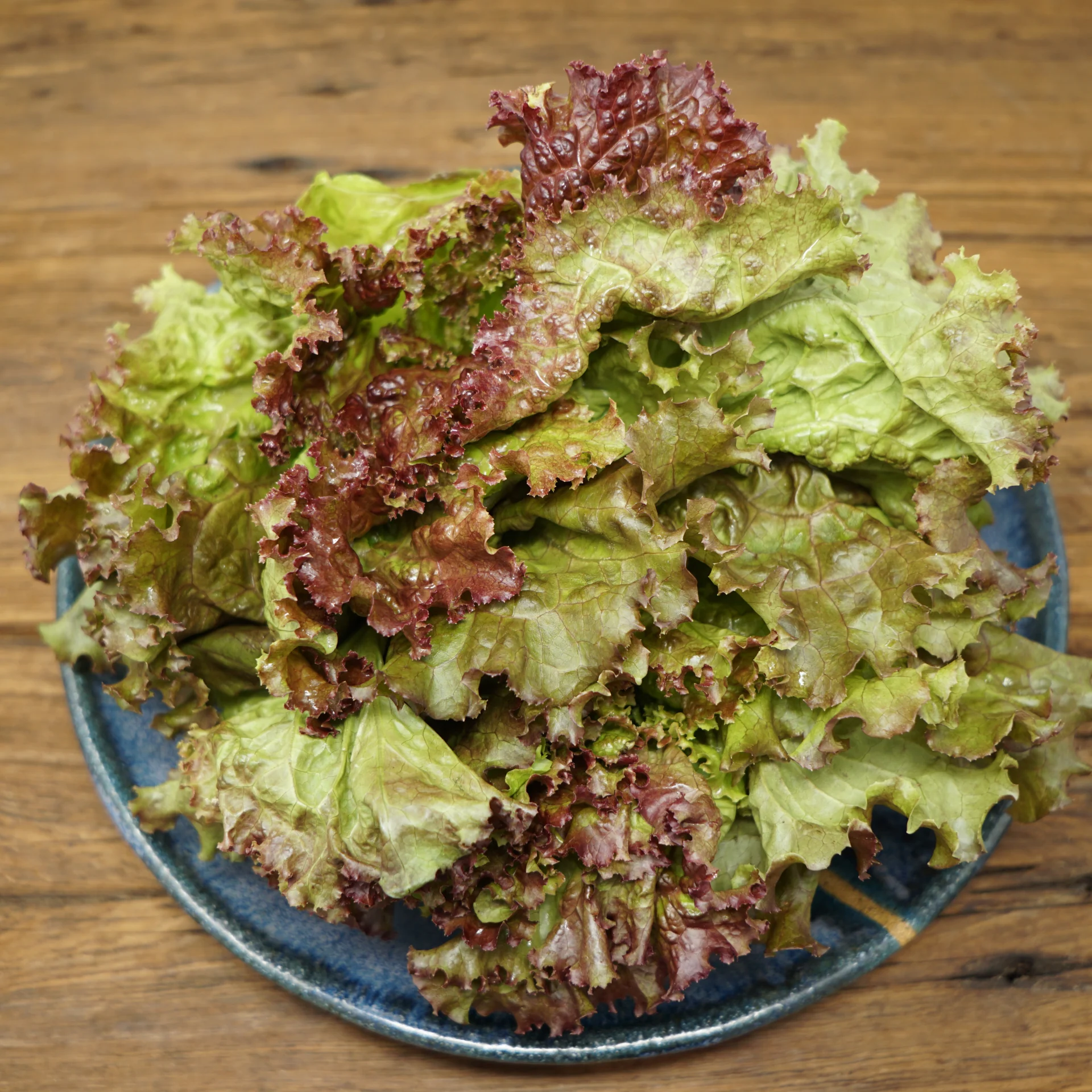Leaf Lettuce, Red