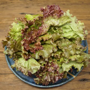 Leaf Lettuce, Red
