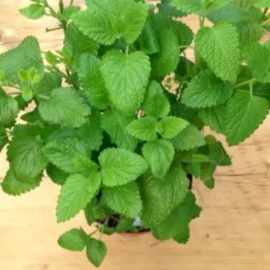 Lemon Balm
