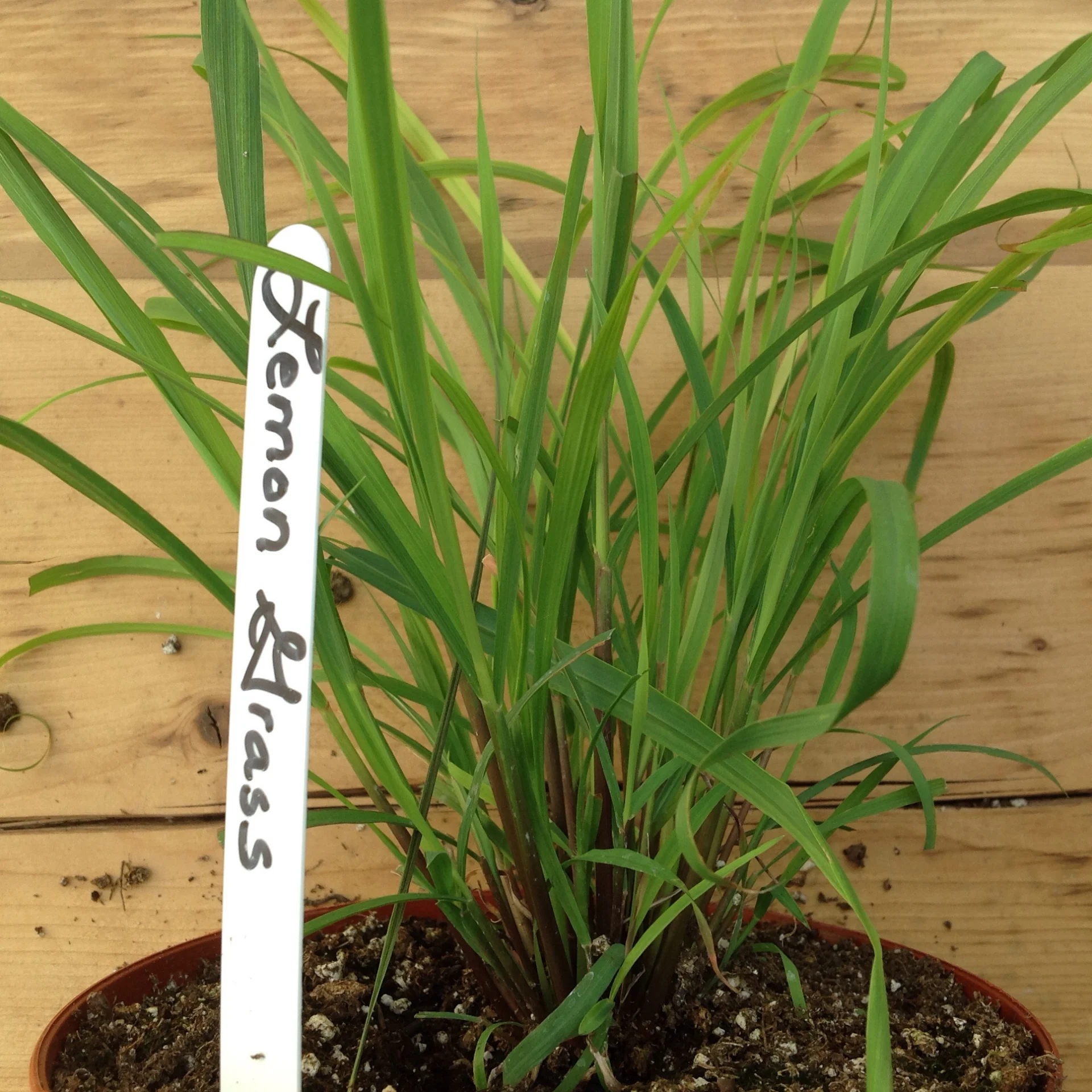 Lemon Grass