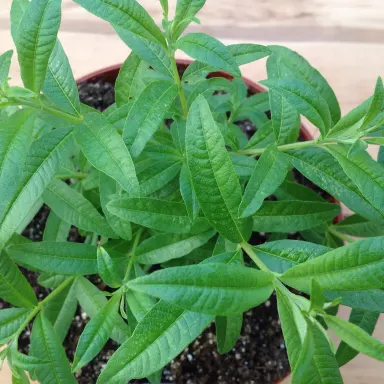 Lemon Verbena