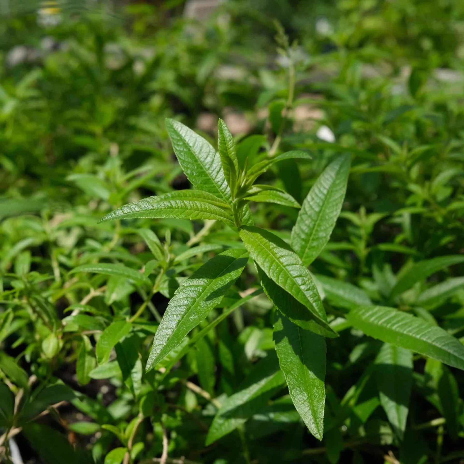 Lemon Verbena